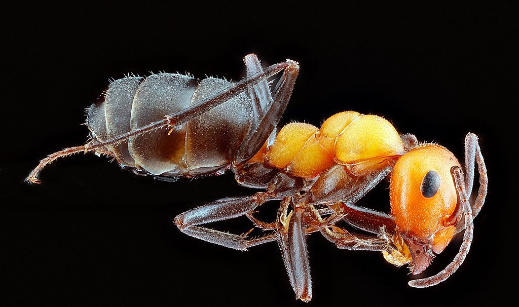 Ant Control service in Passaic, NJ