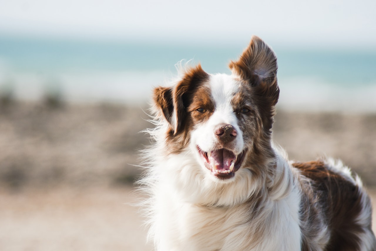 Flea & Tick Control service in Passaic, NJ