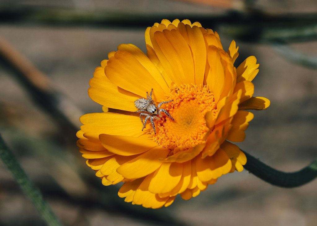 Spider Control service in Passaic, NJ